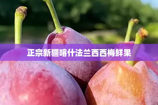 正宗新疆喀什法兰西西梅鲜果