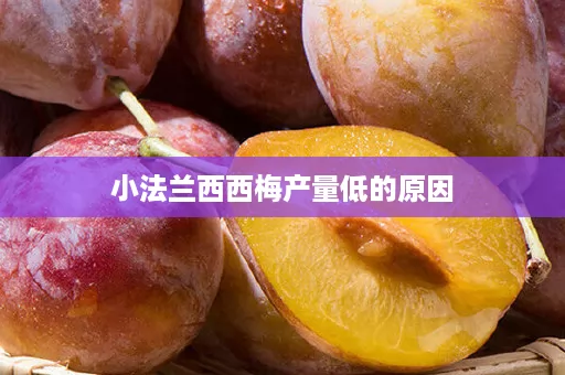 小法兰西西梅产量低的原因