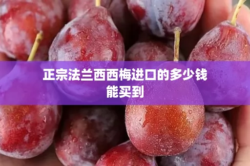 正宗法兰西西梅进口的多少钱能买到