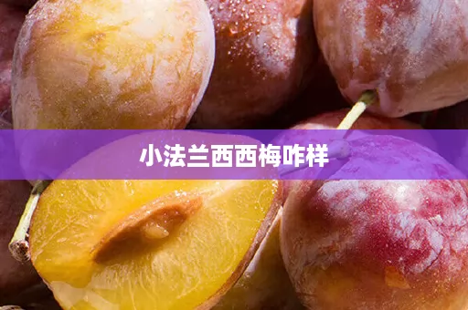 小法兰西西梅咋样