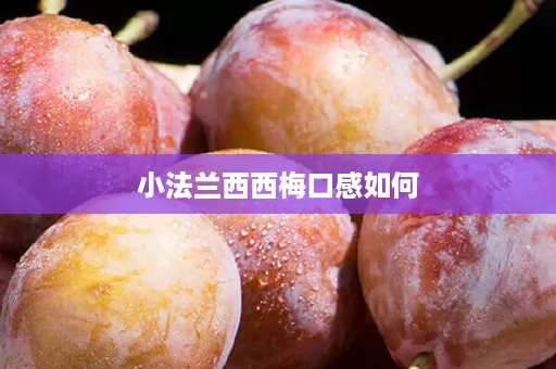 小法兰西西梅口感如何