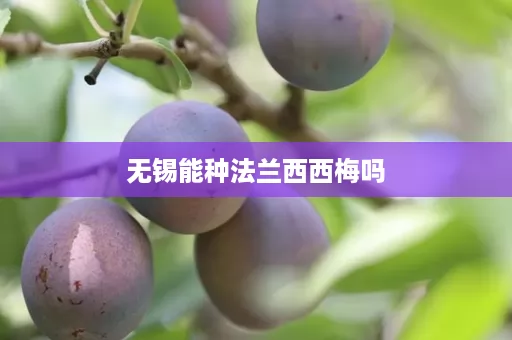 无锡能种法兰西西梅吗