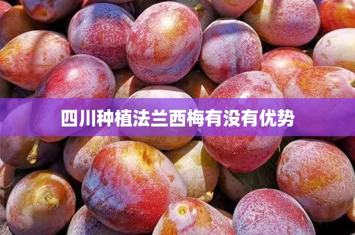 四川种植法兰西梅有没有优势