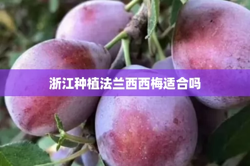 浙江种植法兰西西梅适合吗