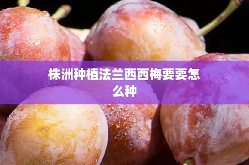 株洲种植法兰西西梅要要怎么种