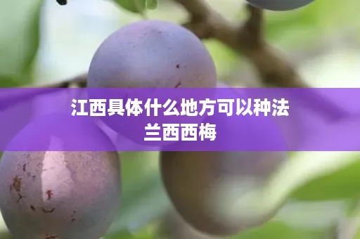 江西具体什么地方可以种法兰西西梅