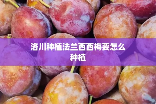 洛川种植法兰西西梅要怎么种植