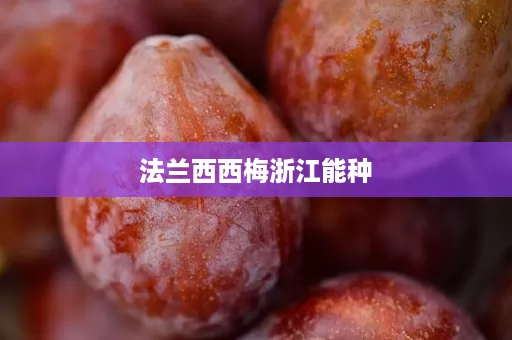 法兰西西梅浙江能种