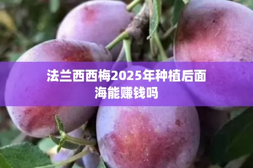 法兰西西梅2025年种植后面海能赚钱吗