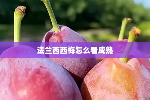 法兰西西梅怎么看成熟