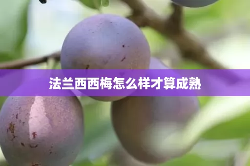 法兰西西梅怎么样才算成熟