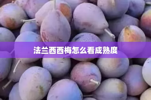 法兰西西梅怎么看成熟度
