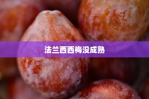法兰西西梅没成熟