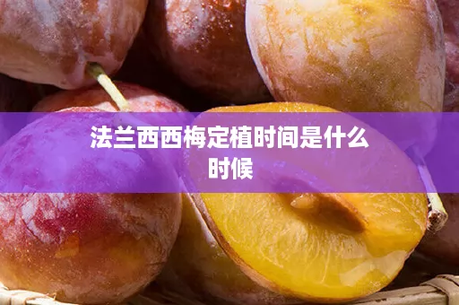 法兰西西梅定植时间是什么时候