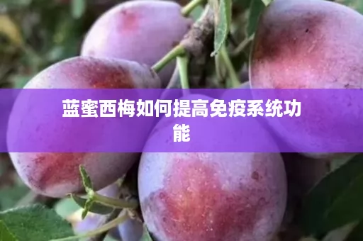 蓝蜜西梅如何提高免疫系统功能