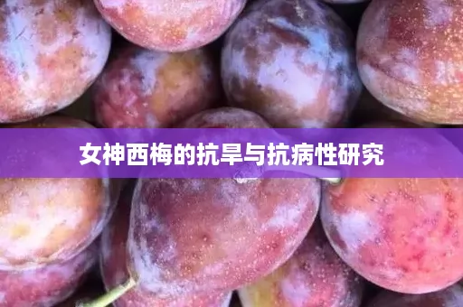 女神西梅的抗旱与抗病性研究