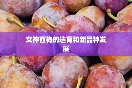女神西梅的选育和新品种发展