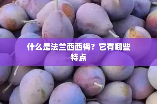 什么是法兰西西梅？它有哪些特点