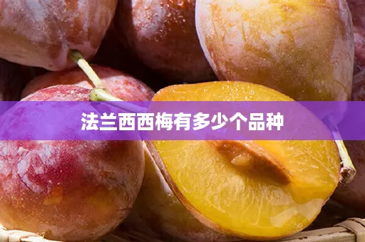 法兰西西梅有多少个品种