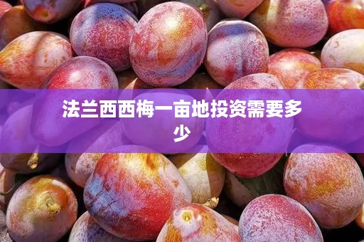 法兰西西梅一亩地投资需要多少