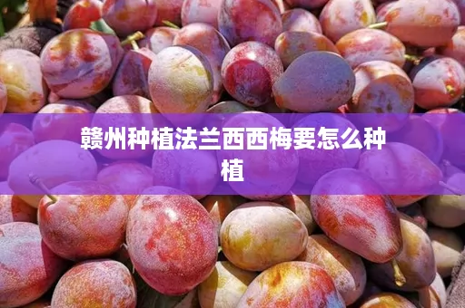 赣州种植法兰西西梅要怎么种植