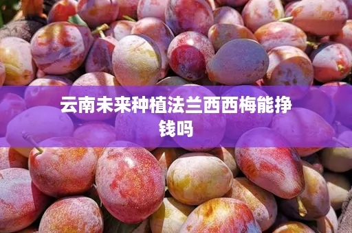 云南未来种植法兰西西梅能挣钱吗