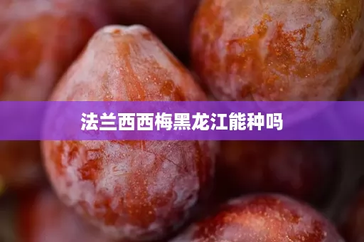 法兰西西梅黑龙江能种吗