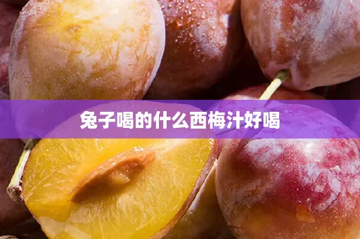 兔子喝的什么西梅汁好喝