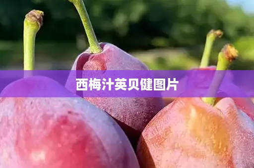 西梅汁英贝健图片