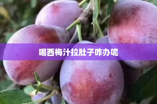 喝西梅汁拉肚子咋办呢