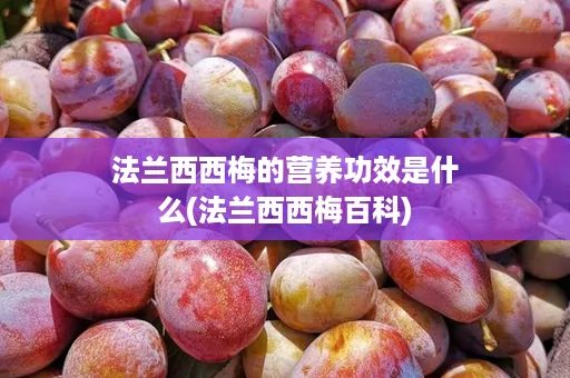 法兰西西梅的营养功效是什么(法兰西西梅百科)