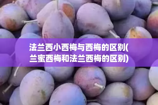 法兰西小西梅与西梅的区别(兰蜜西梅和法兰西梅的区别)