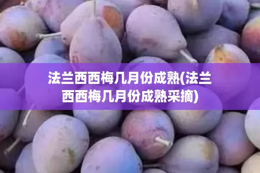 法兰西西梅几月份成熟(法兰西西梅几月份成熟采摘)