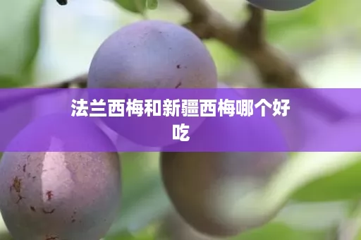 法兰西梅和新疆西梅哪个好吃
