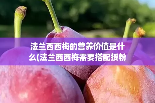 法兰西西梅的营养价值是什么(法兰西西梅需要搭配授粉树吗)