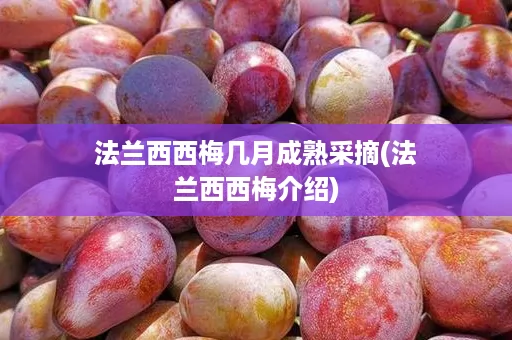法兰西西梅几月成熟采摘(法兰西西梅介绍)