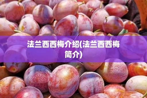 法兰西西梅介绍(法兰西西梅简介)
