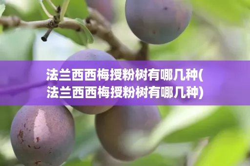 法兰西西梅授粉树有哪几种(法兰西西梅授粉树有哪几种)