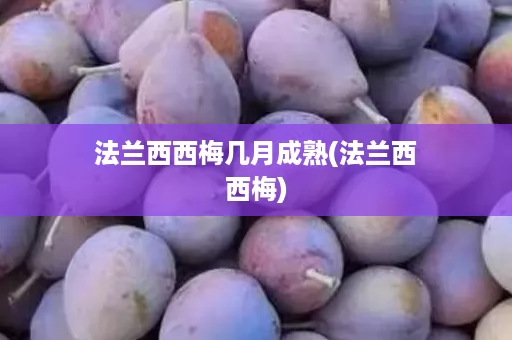 法兰西西梅几月成熟(法兰西西梅)