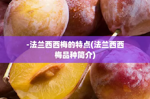 -法兰西西梅的特点(法兰西西梅品种简介)