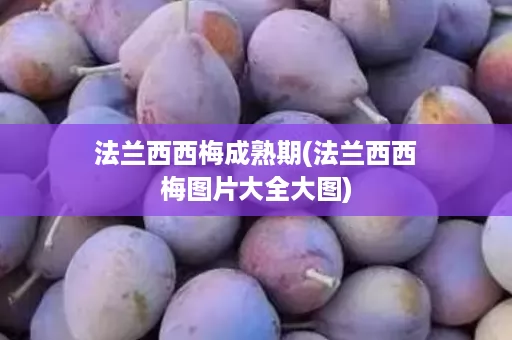 法兰西西梅成熟期(法兰西西梅图片大全大图)