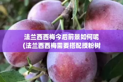 法兰西西梅今后前景如何呢(法兰西西梅需要搭配授粉树吗)