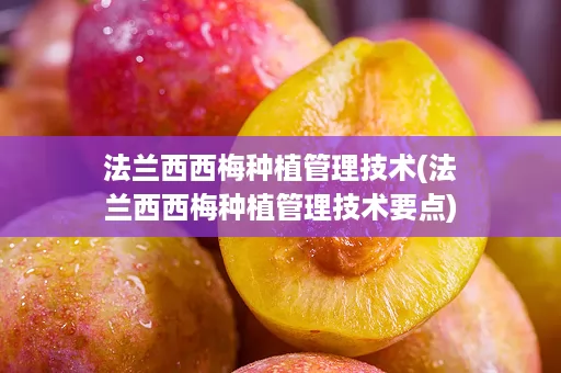 法兰西西梅种植管理技术(法兰西西梅种植管理技术要点)