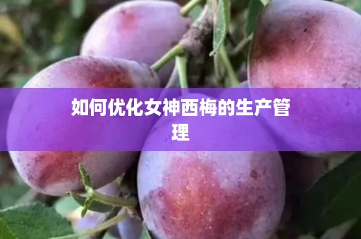如何优化女神西梅的生产管理