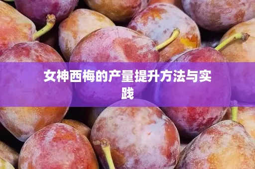 女神西梅的产量提升方法与实践