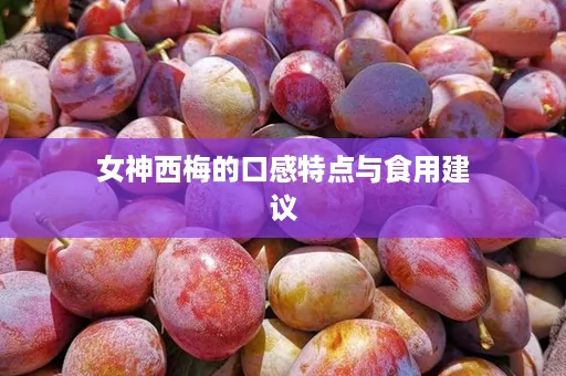 女神西梅的口感特点与食用建议