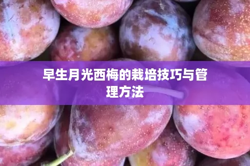 早生月光西梅的栽培技巧与管理方法