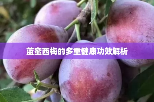 蓝蜜西梅的多重健康功效解析