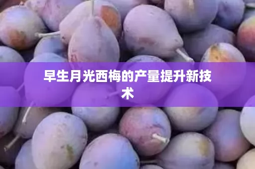 早生月光西梅的产量提升新技术