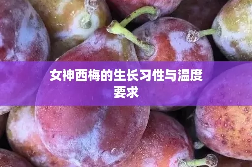 女神西梅的生长习性与温度要求
